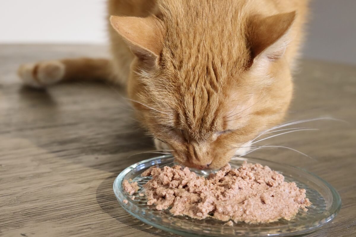 Need ha hydrolyzed cat food? Heres how to choose the right one!
