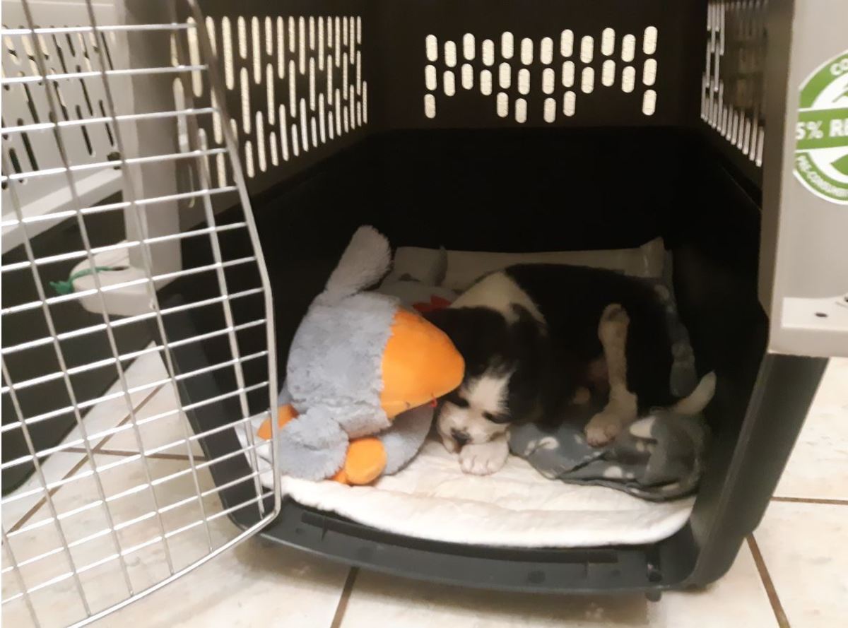 Puppy Pooping in Kennel at Night? Try These Quick Fixes
