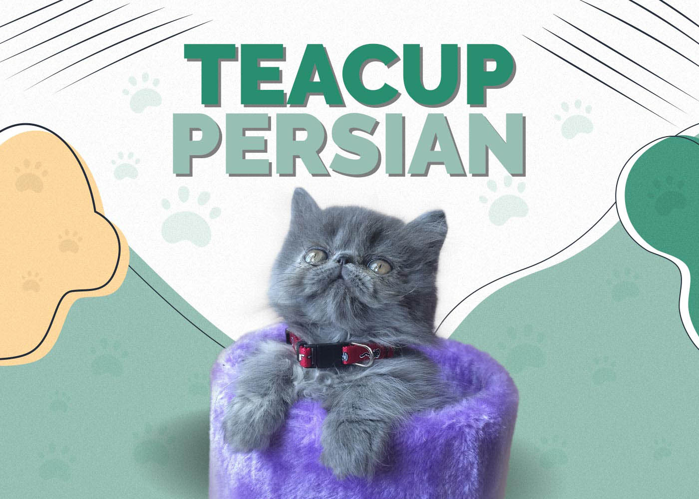 Thinking of Teacup Persian Cats? Read This Simple Guide First!