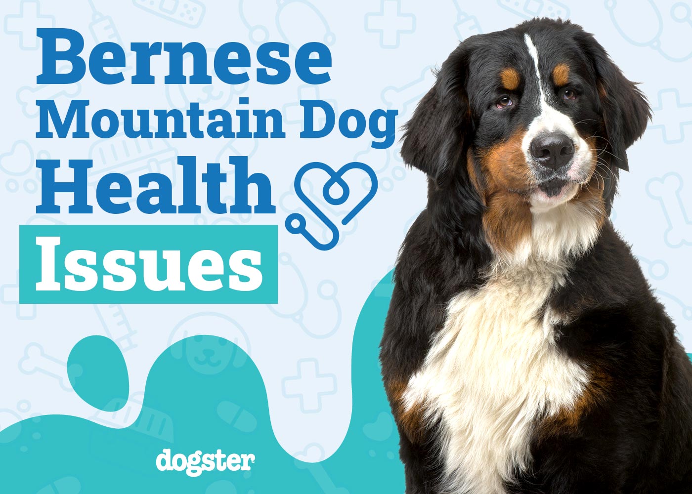 Hot Bernese Mountain Dog News: Common Health Problems and How to Prevent Them