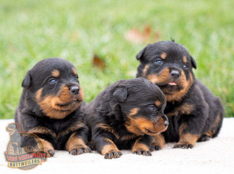 Where to Find Rottweiler Puppies for Sale in KY: Reputable Breeders Listed Here!