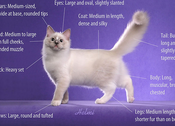Ragdoll Cat Breed Standard: What Makes a Perfect Ragdoll? (Easy Guide for Beginners)