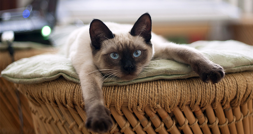Chocolate Point Siamese Cats: A Guide to Their Personality and Care!
