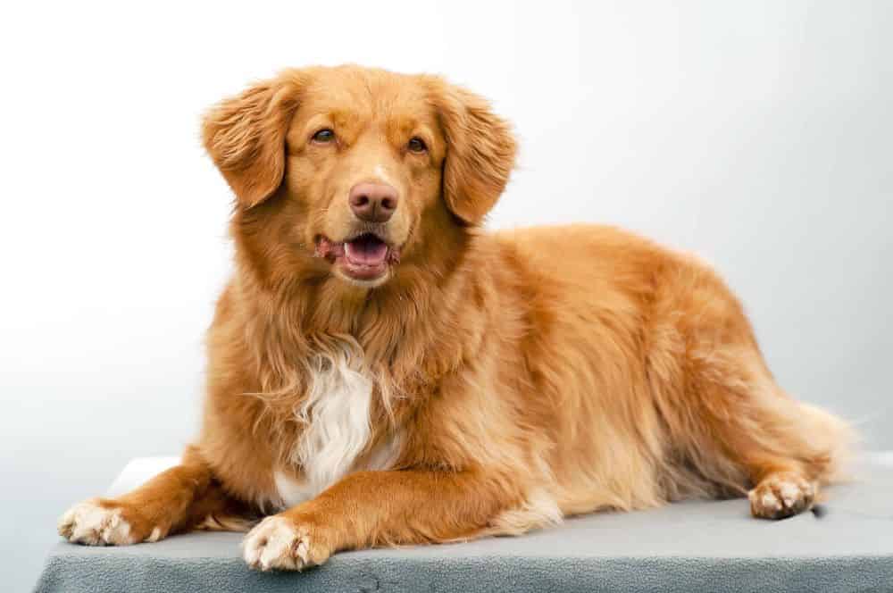 Nova Scotia Duck Tolling Retriever News You Can Use: Easy Tips for Happy and Healthy Tollers!