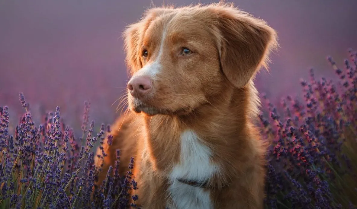 Nova Scotia Duck Tolling Retriever News You Can Use: Easy Tips for Happy and Healthy Tollers!