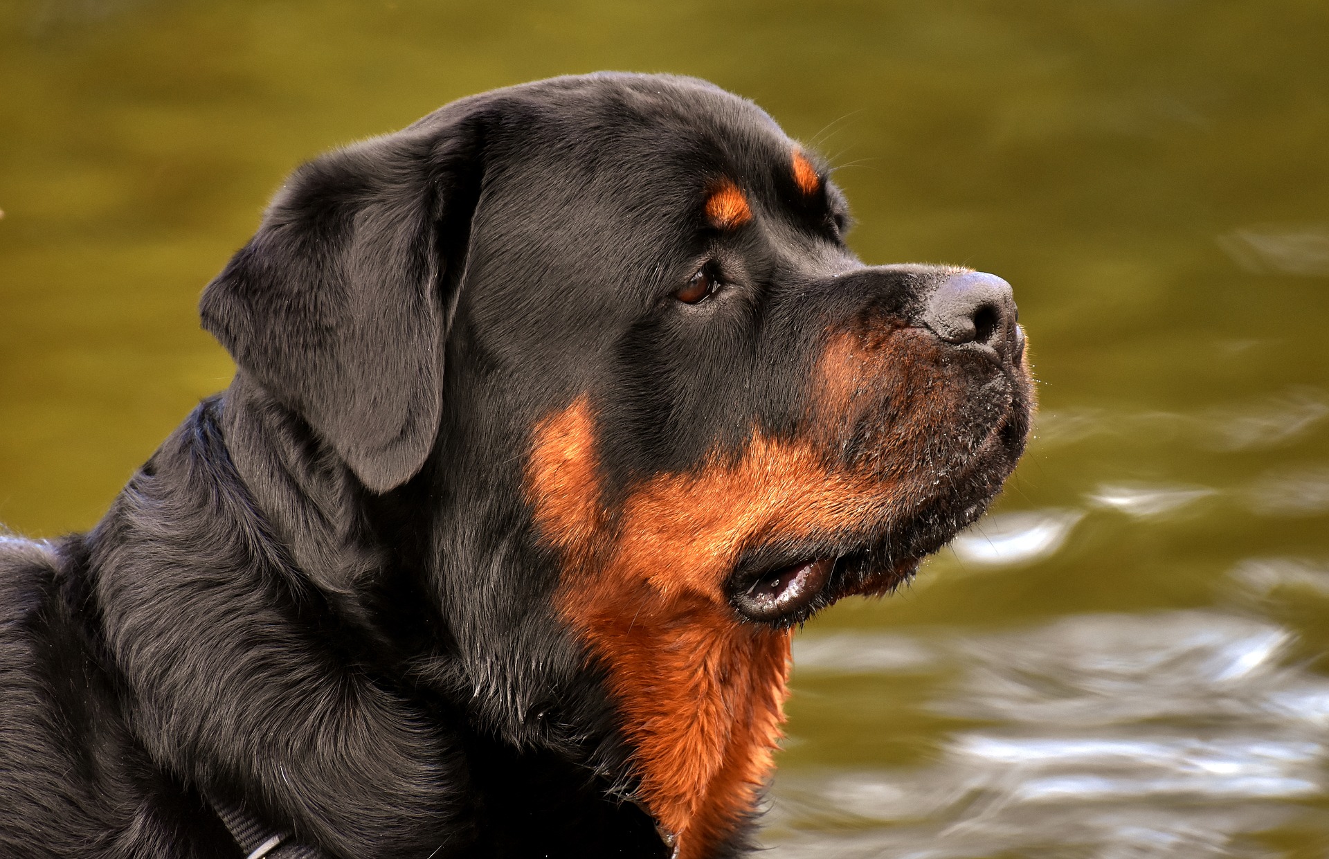 Can Rottweilers Be Service Dogs? A Guide for Potential Owners
