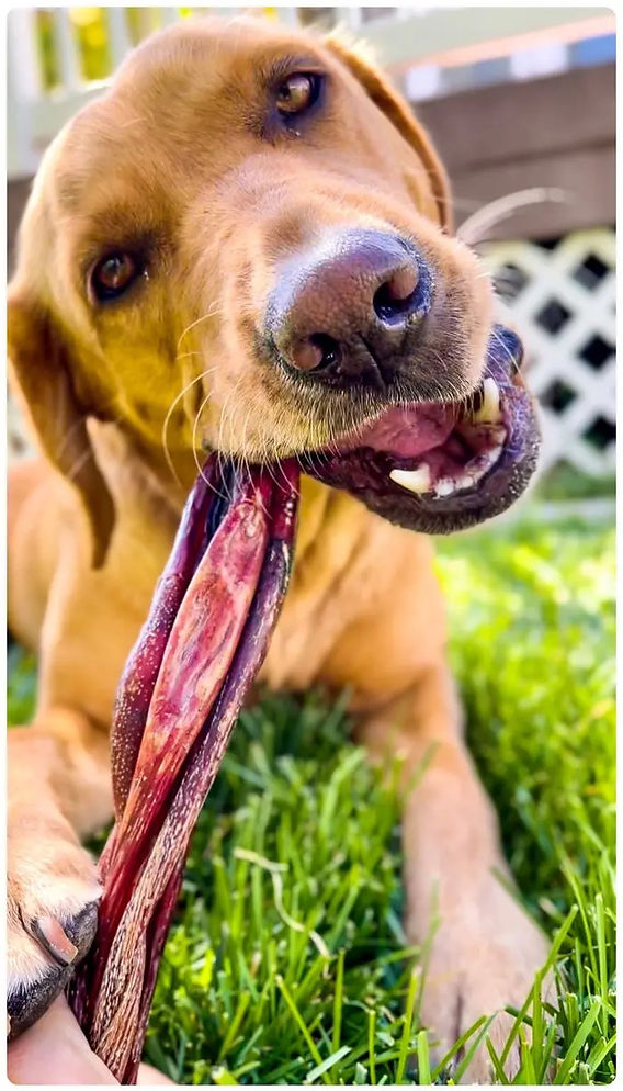 Are Bully Sticks Good for Dogs? (A simple guide to this popular dog treat!)