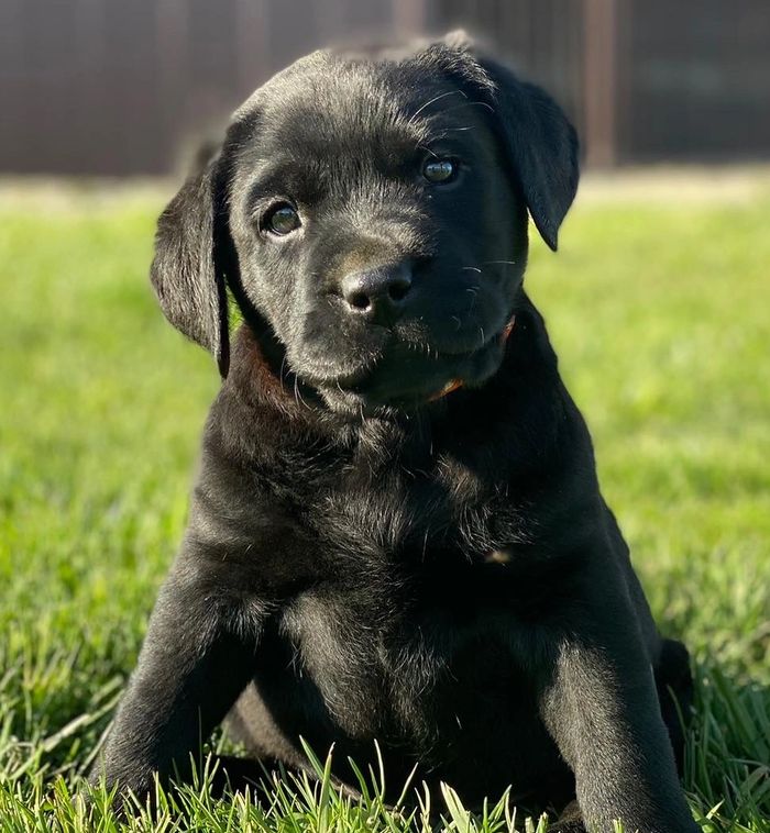 Best Labrador Retriever for Sale in Indiana: Top Breeders Listed Now!