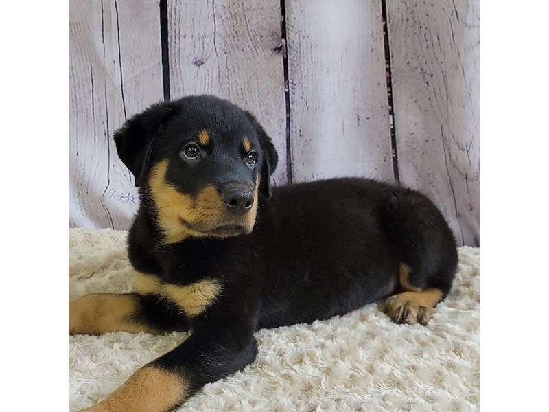 Finding Rottweiler Puppies Ohio: A Guide for Future Owners
