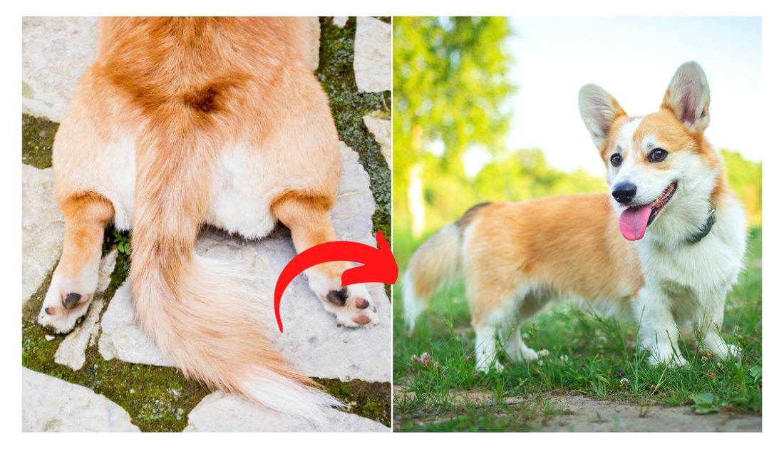 Learn About Pembroke Welsh Corgi Tail Docking: The Pros and Cons!