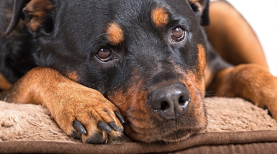 Best Dog Bed for Rottweiler: Cozy Options for Your Big Pup!