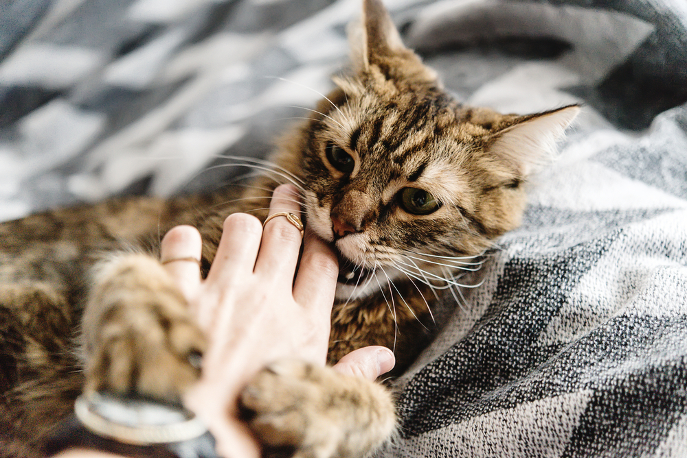 Is Epsom Salt Bad for Cats? Understand If It Is Safe or Harmful!