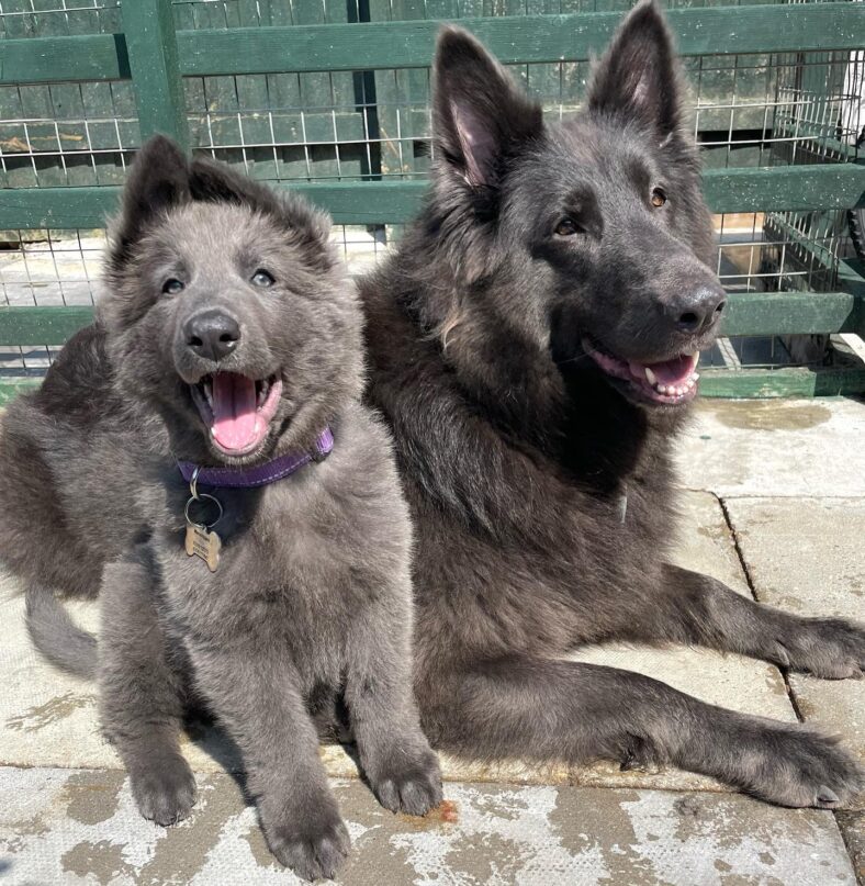 Affordable Blue German Shepherd for Sale: Get Your Loyal Companion