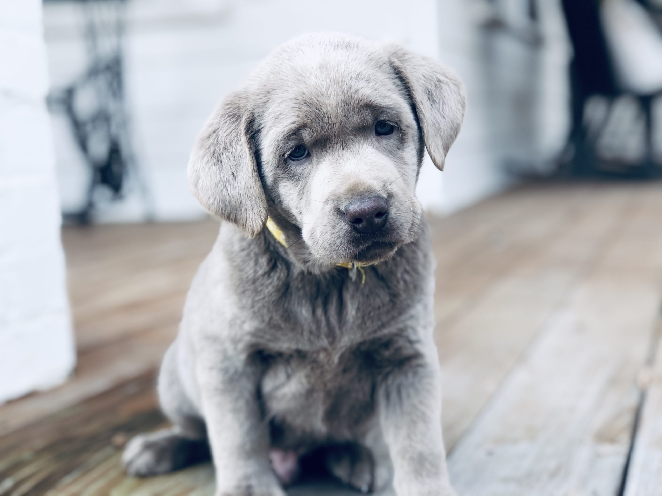 Find Your Dream Labrador Retriever Puppies for Sale in NC - Great Prices Available