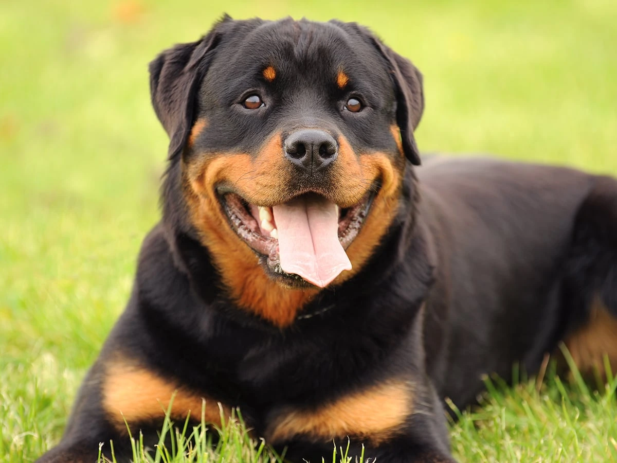 Colorado Rottweiler Price: How Much Should You Pay?