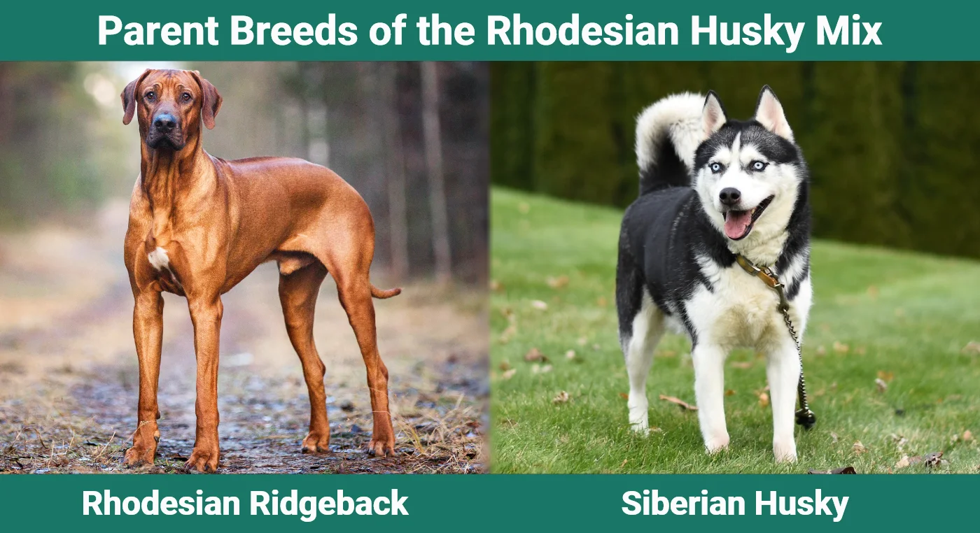 Rhodesian Ridgeback Cross Siberian Husky: A Guide to This Unique Breed Mix
