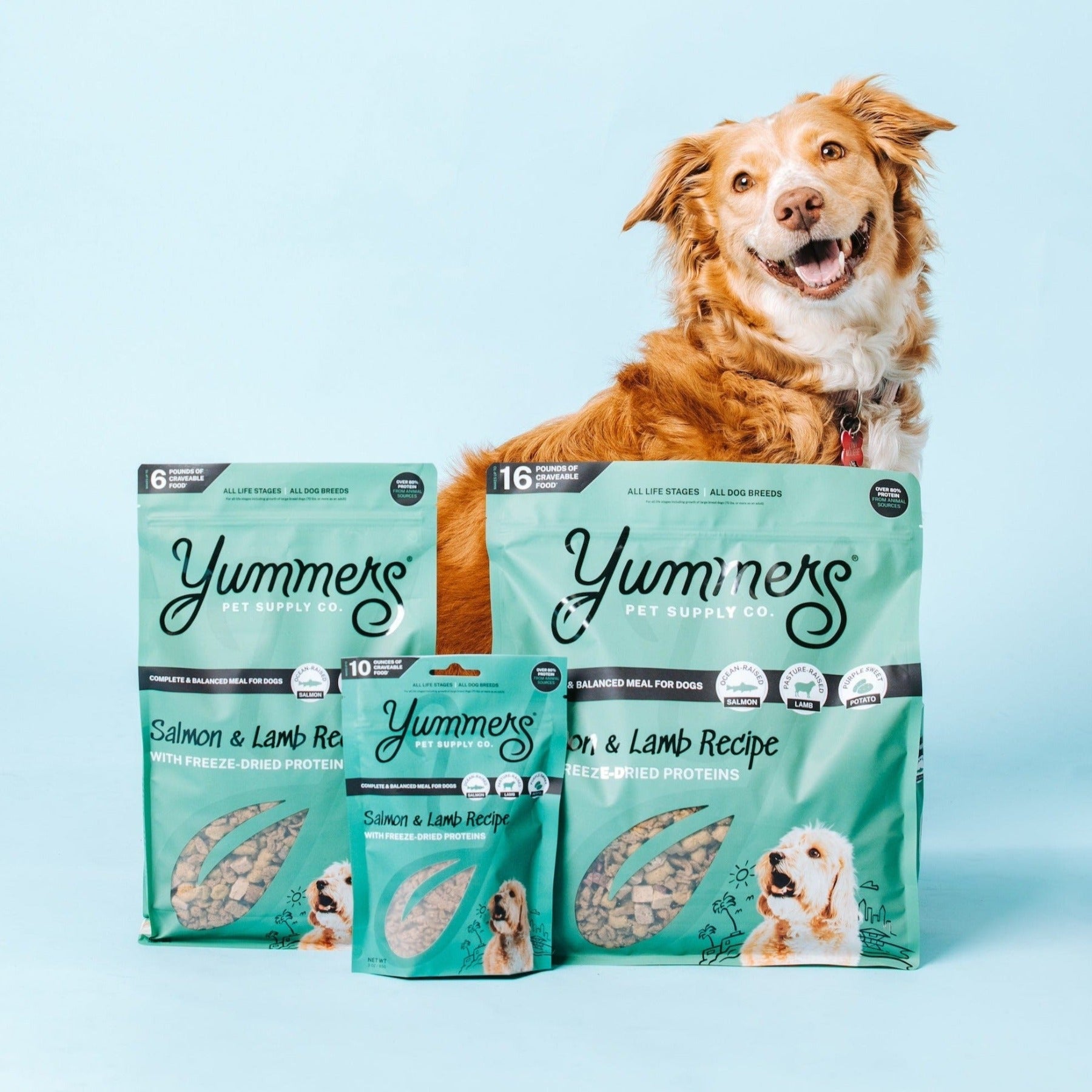 Salmon Based Dog Food: Is It Right for Your Pup? Find Out Here!