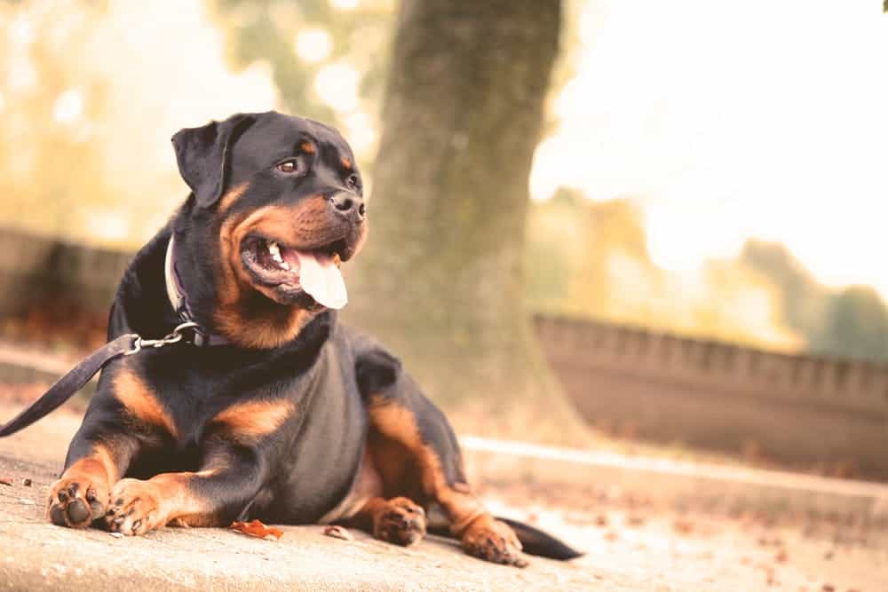Best Food for Rottweiler Weight Gain: Simple Tips to Bulk Up Your Pup!