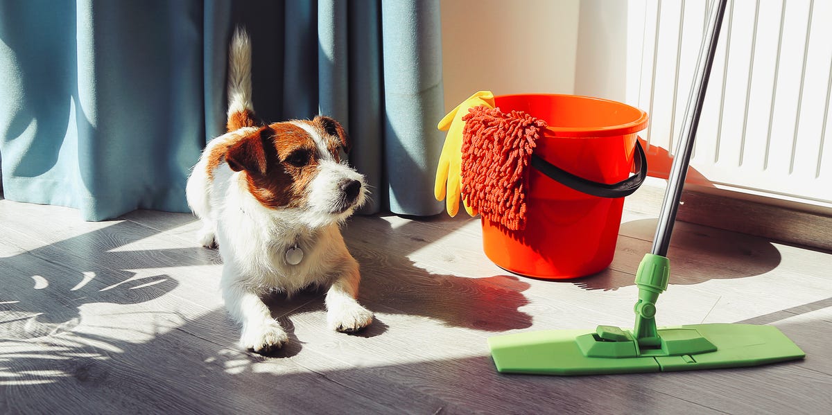 Pet Safe Toilet Cleaner: The Best Way to Clean Your Toilet Without Harming Your Pets?