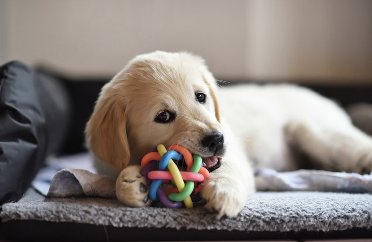 The Best Newsletter About Dogs: Tips, Tricks, and Cuteness Overload!