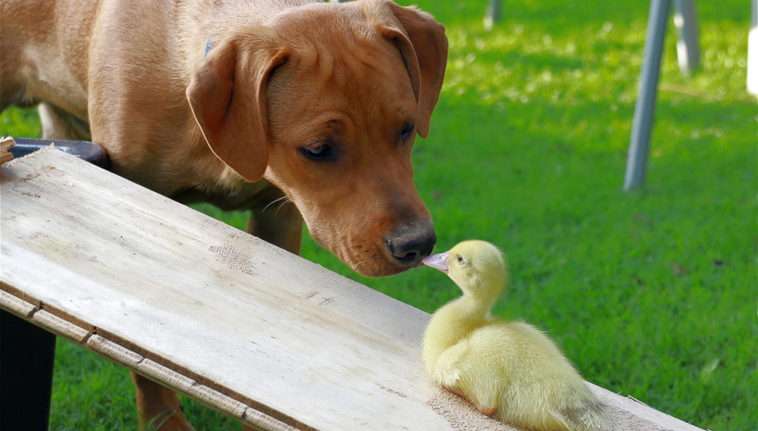 Dogs and Bird Seed: Is It Dangerous? Find Out Now!