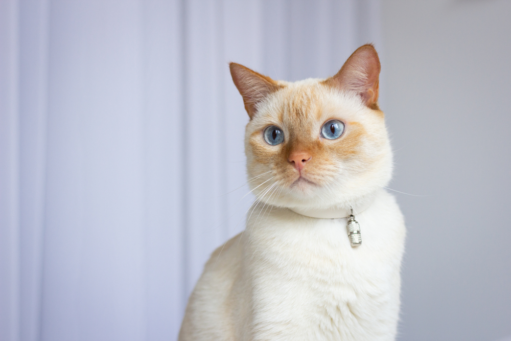 The Price of Flame Point Siamese (How Much Are Flame Point Siamese Cats Worth in 2024?)