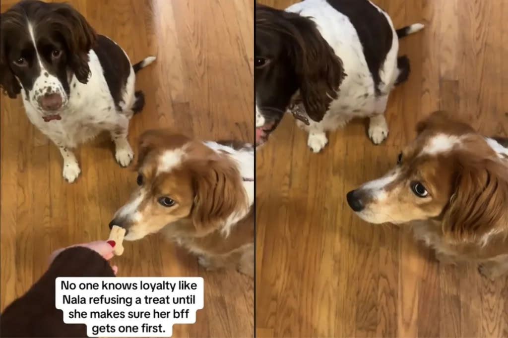 Ultimate Dogs Newsletter: Dont Miss Out! (Heres How to Understand Your Dogs Behavior and Become Best Friends)