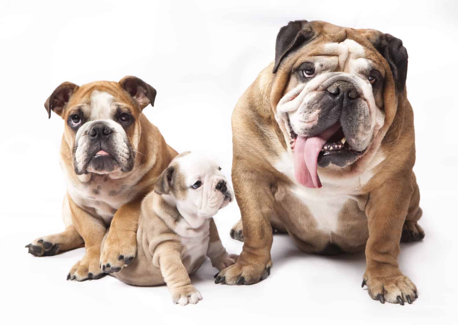 How Many Puppies Do English Bulldogs Have? A Simple Guide to English Bulldog Litter Sizes