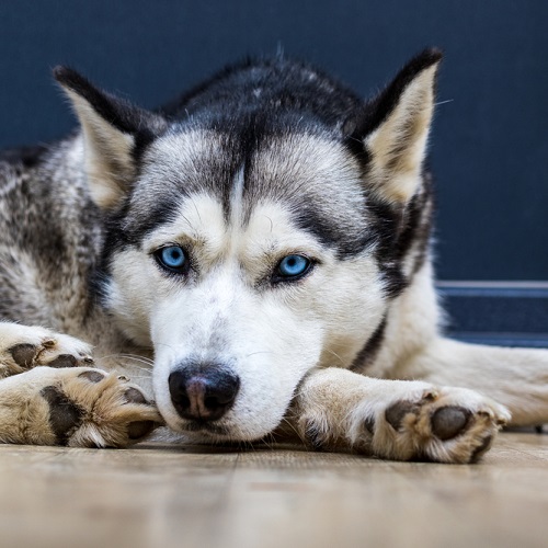 Siberian Husky Eye Problems? Learn How to Prevent and Treat Them!