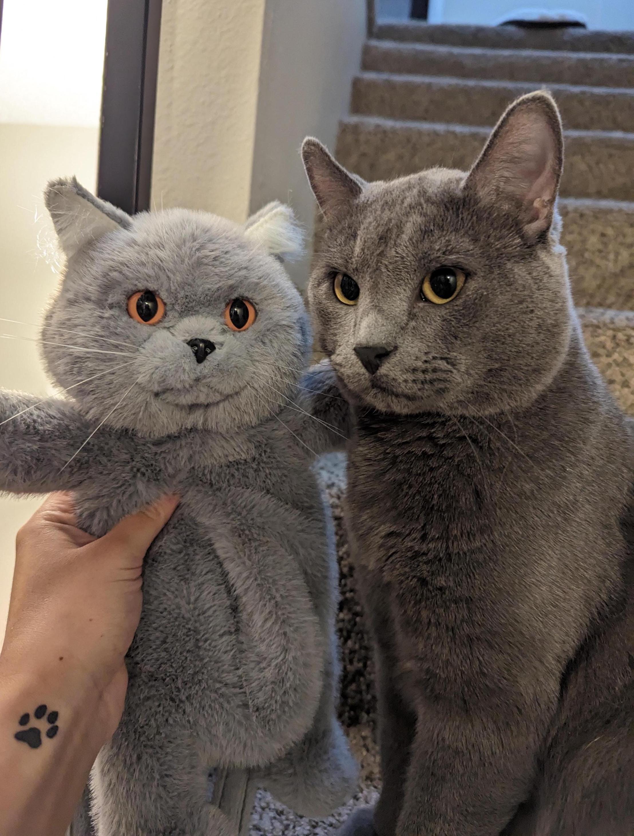 Need a Russian Blue Stuffed Cat? Check Out These Adorable Options!