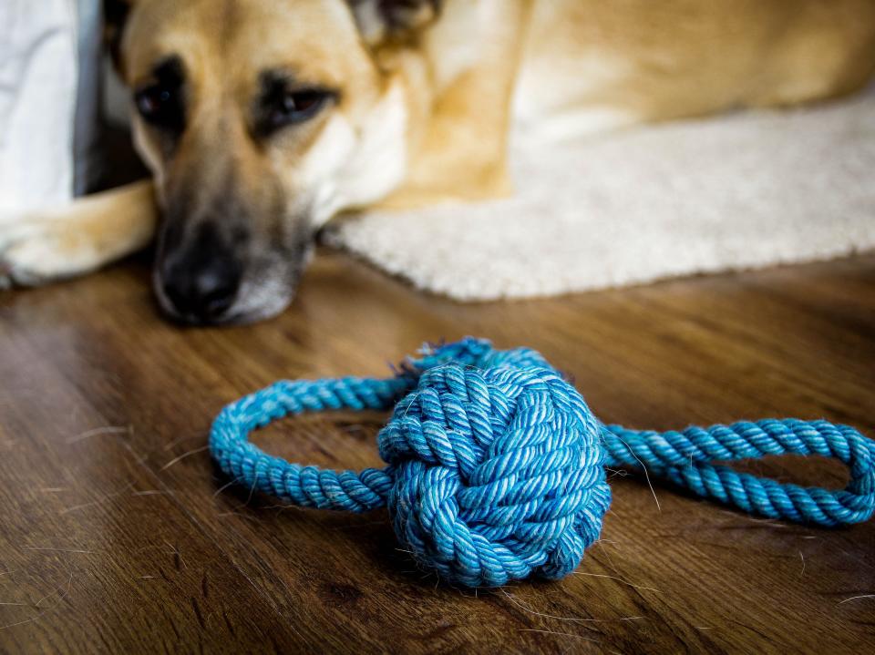 Are dog toy ropes safe for my dog: let the experts answer your questions