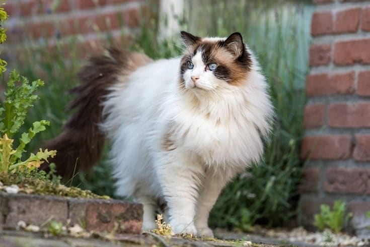 Can a Ragdoll Cat Go Outside? Tips for Safe Outdoor Time.