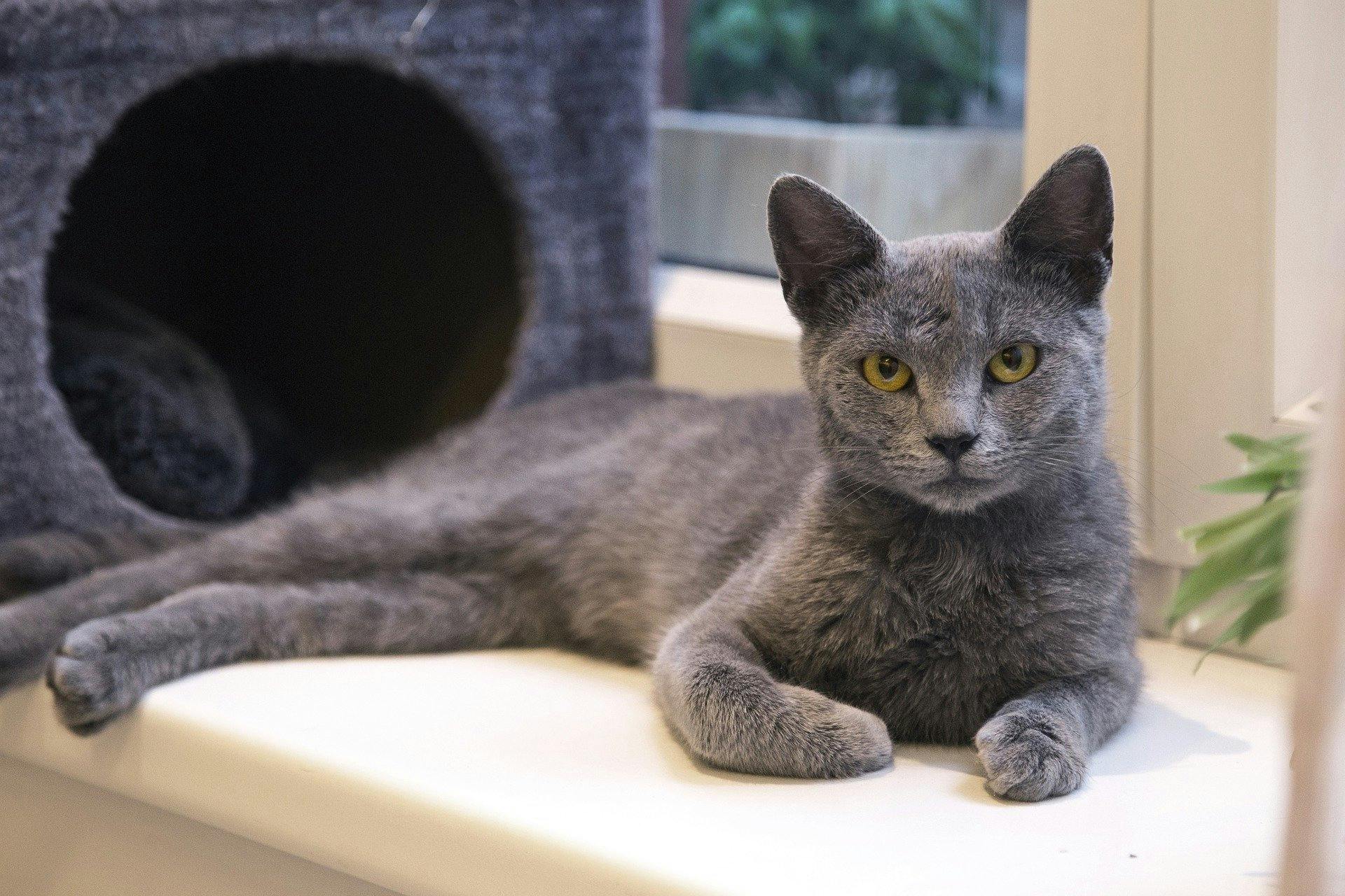 Russian Blue Cattery Guide: Everything You Need to Know Today