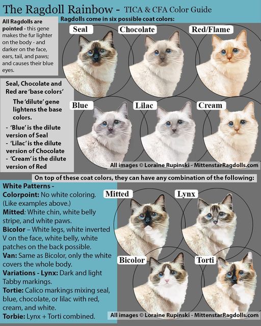 Colors of Ragdoll Cats: Discover the Rainbow of Fur!