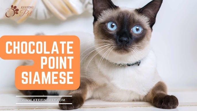Want a Chocolate Point Siamese Cat? Read This First! (Beginners Guide)