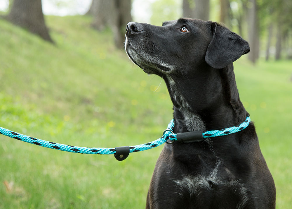 Why Rope Slip Leads Dogs? Learn How to Choose the Right Leash!