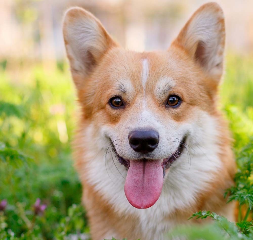 Looking for Pembroke Corgi Puppies in Texas? Find Your New Best Friend Here!