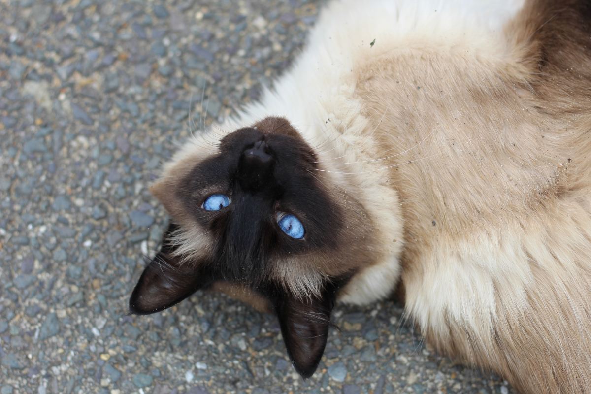 Siamese Cats Mix: What You Need to Know Before Getting One