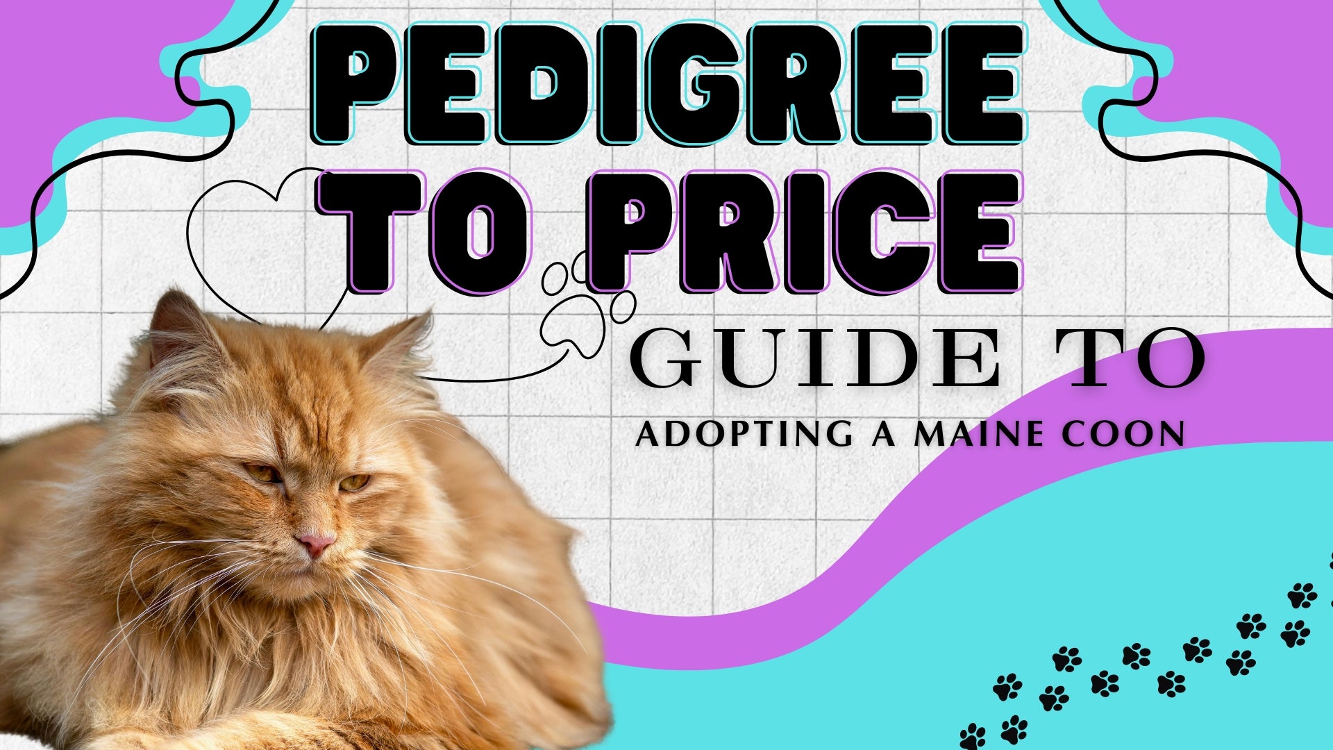 Maine Coon Cats in New England: Whats the Cost? (Prices, Adoption Fees, and Where to Find Them)