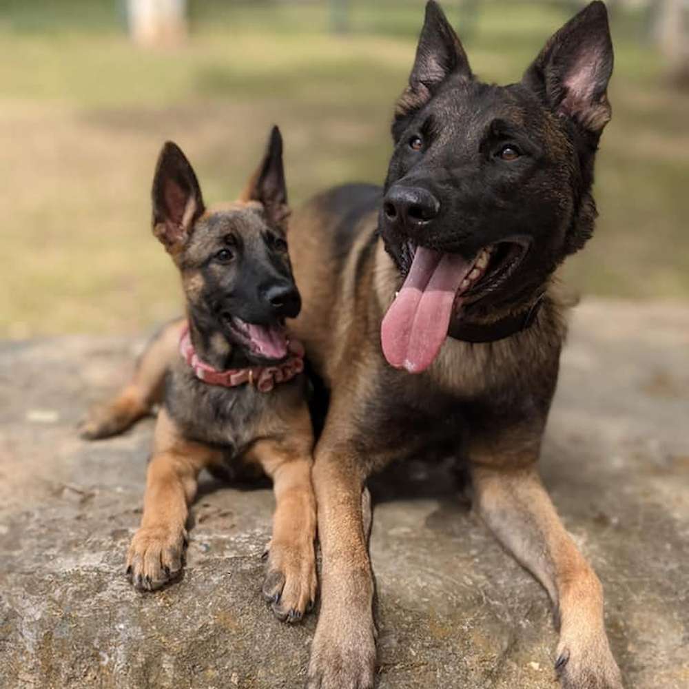 German Shepherd and Belgian Malinois Mix: Things You Need To Consider.