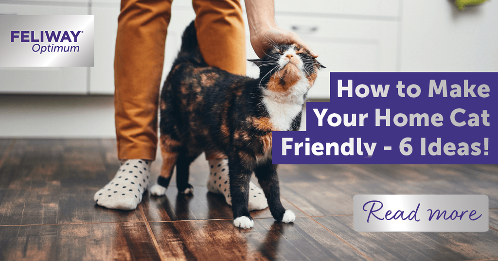 Cool Cattery Ideas: How to Make Your Cats Feel at Home.