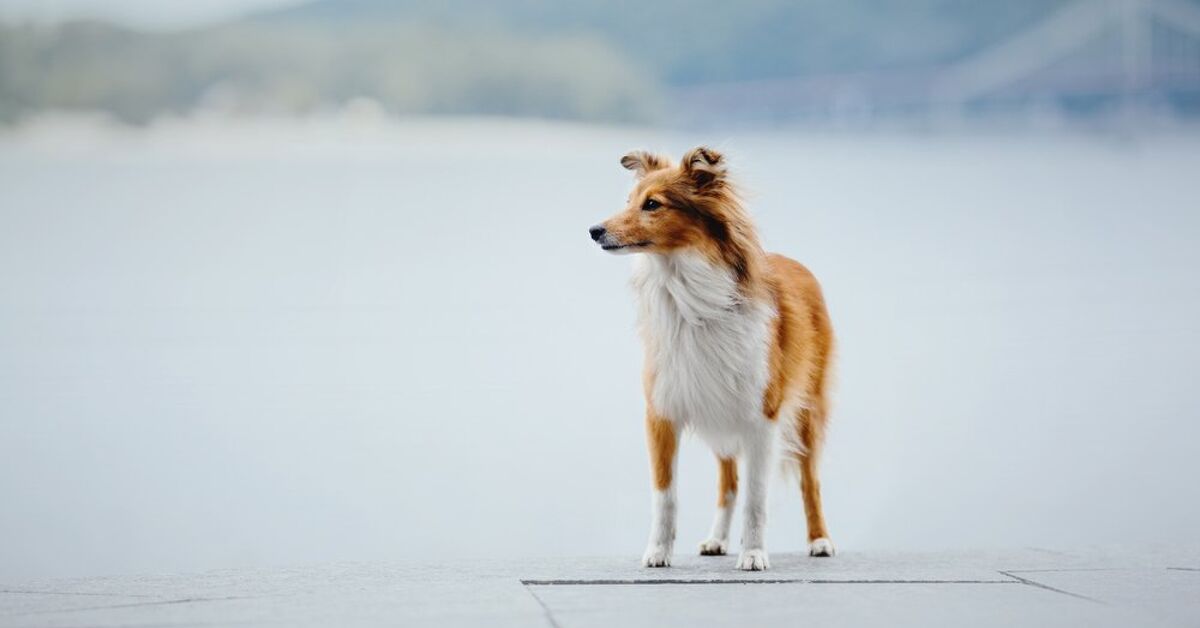 Shetland Sheepdog Golden Retriever Mix: Whats Their Personality and Training like?