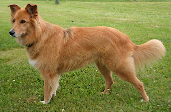 Shetland Sheepdog Golden Retriever Mix: Whats Their Personality and Training like?
