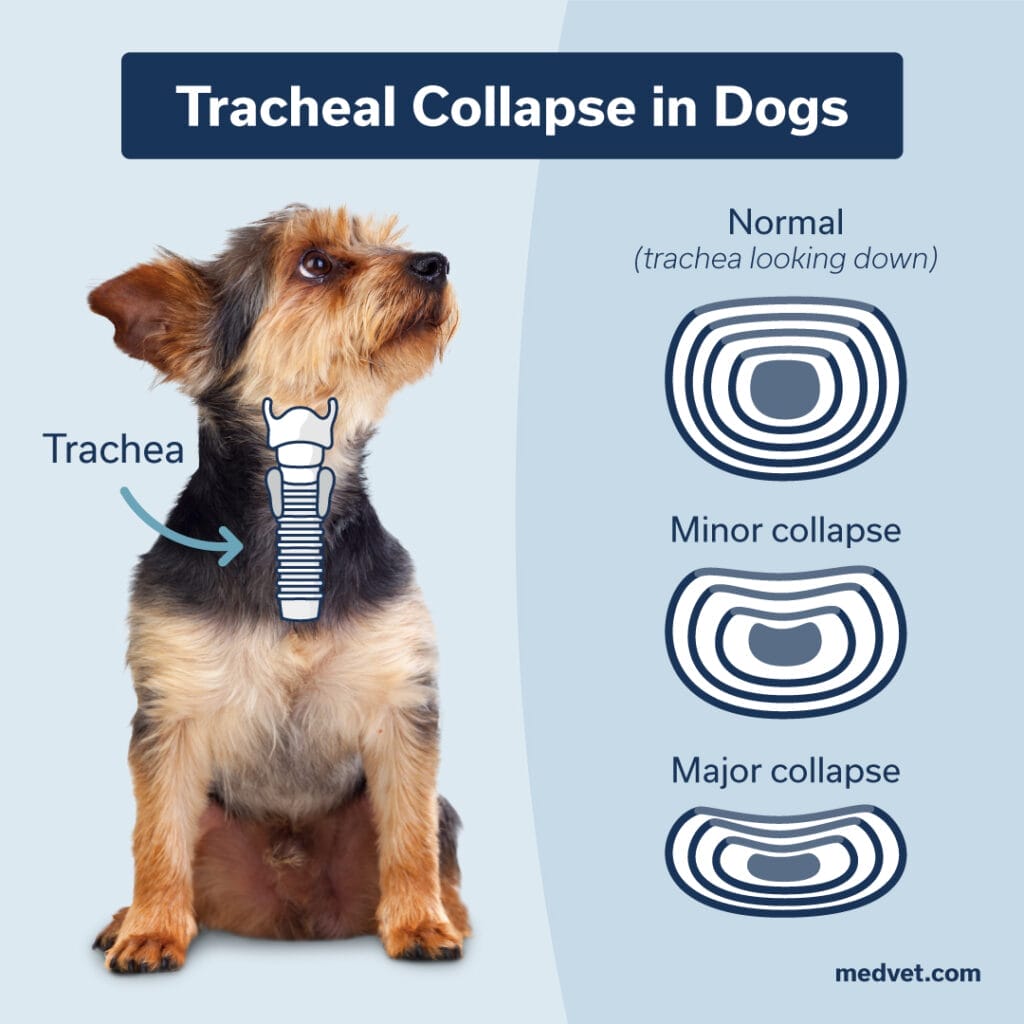 Dealing with Tracheal Collapse vs Kennel Cough: Easy Guide for Dog Owners!
