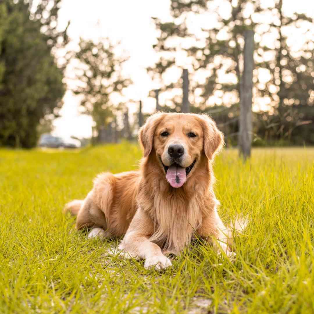 Large Golden Retriever Training Tips! Learn How to Train Your Lovable Big Dog Effectively
