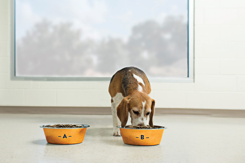 Choosing palatants for pet food: A guide for making food more appealing!