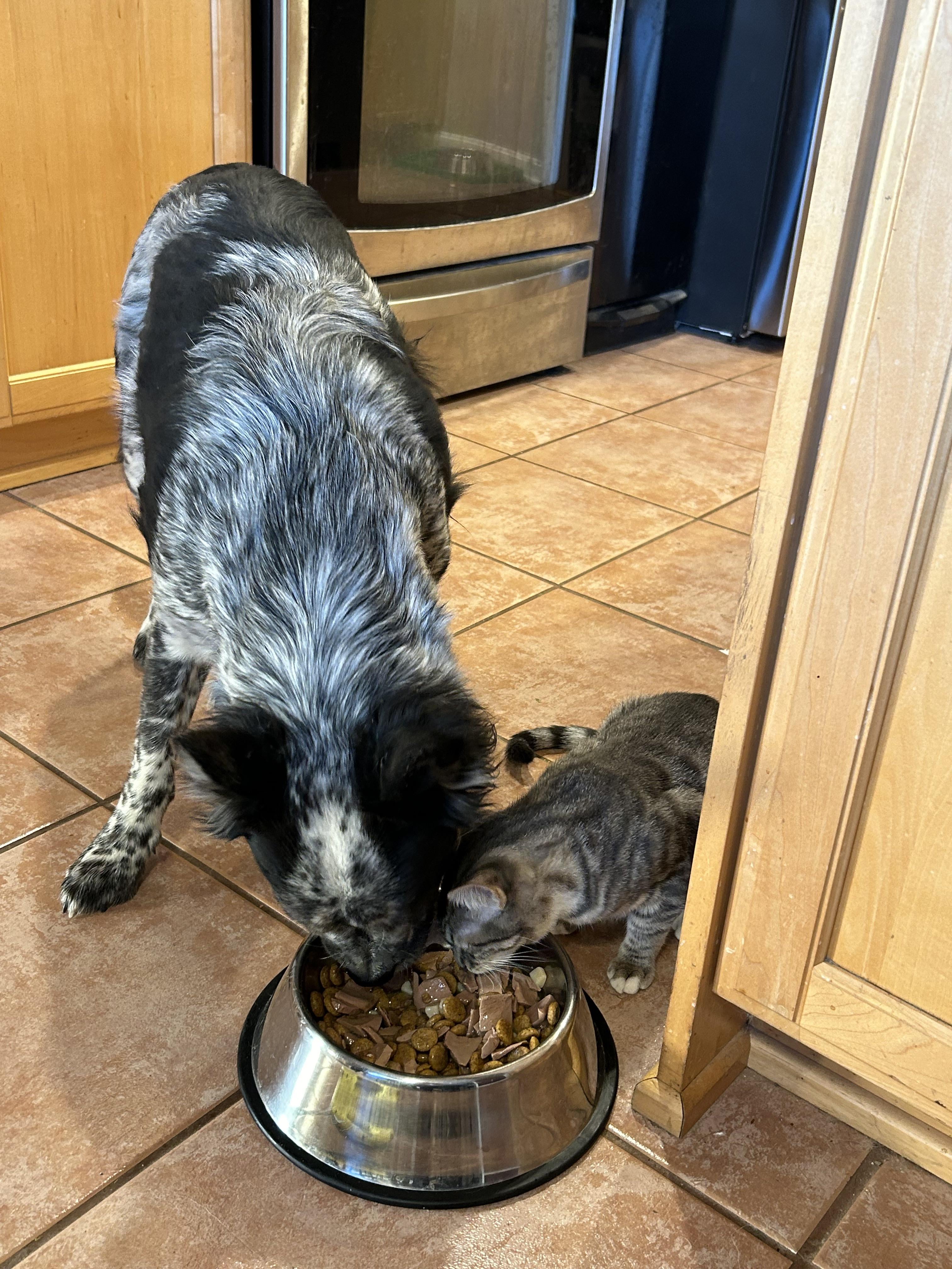 Is ACD Good for Dogs? Why Is ACD Always in Dog Food Explained