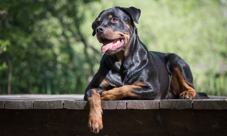Beauceron vs Rottweiler: Which Breed Is Better for Families?