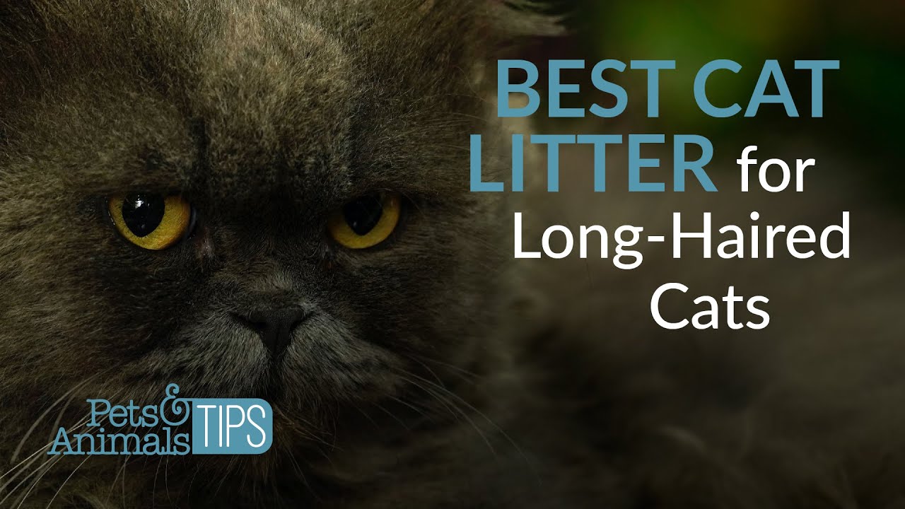 long haired cat litter which type is best a simple guide