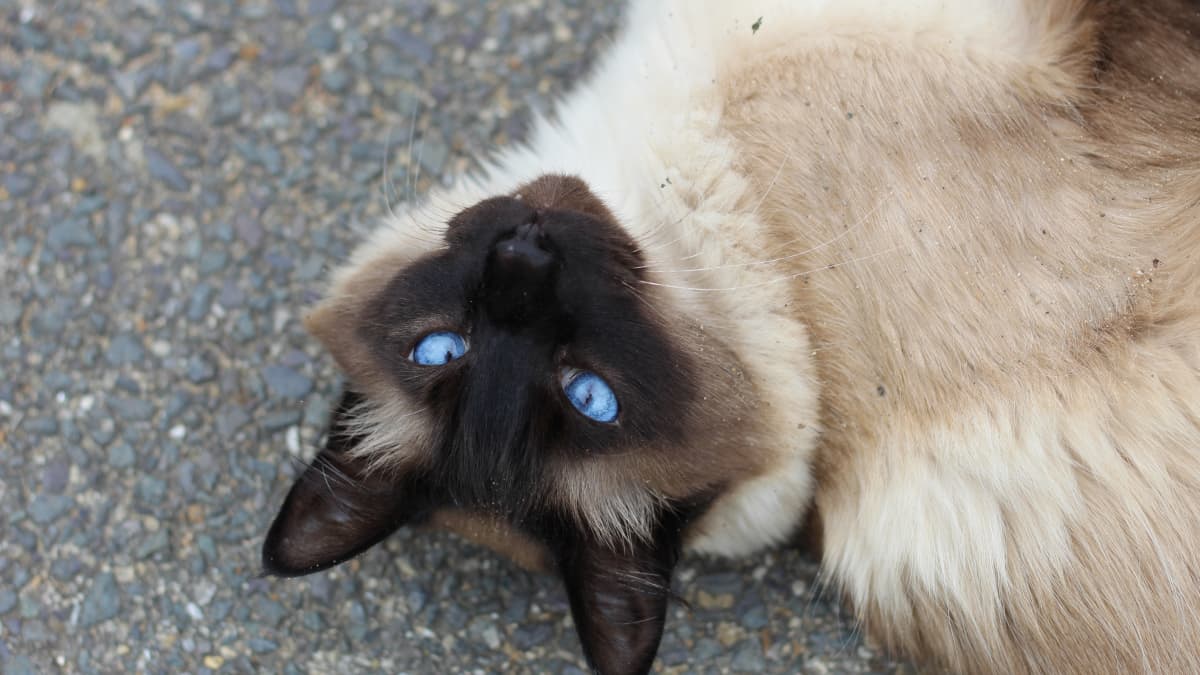 Chocolate Point Siamese Cats: Are They the Right Pet for You? Find Out Now!
